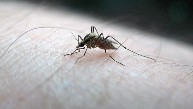 Bakanlıktan sivrisineklere karşı 'rehber': Uzun kollu kıyafet önerisi