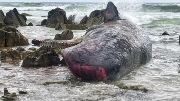 Tazmanya adasında 14 balina karaya vurdu