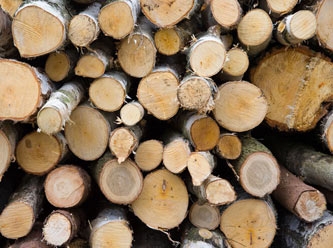 Almanya'da enerji krizi: Ormanlardan Odun hırsızlığı artıyor