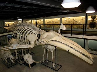 23 milyon yıllık balina fosilini çaldılar