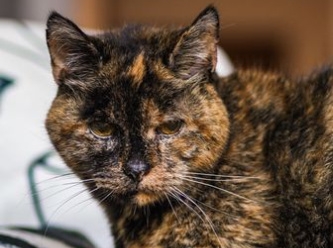 İşte dünyanın en yaşlı kedisi Flossie