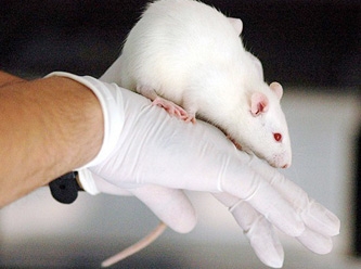 Bilim dünyasını heyecanlandıran buluş: İnsan beyin dokusu farelerde çalıştı