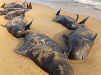 Akdeniz'deki balinalar Maraş depremi yüzünden mi karaya vuruyor