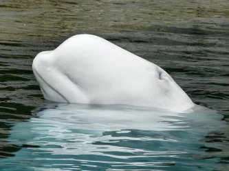 'Rus casus balina' bu kez İsveç kıyılarında görüldü