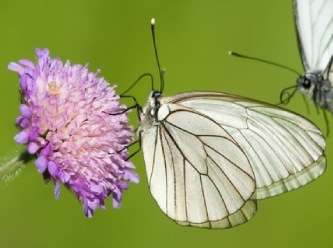 100 yıl önce soyu tükendiği sanılan kelebek, yeniden ortaya çıktı