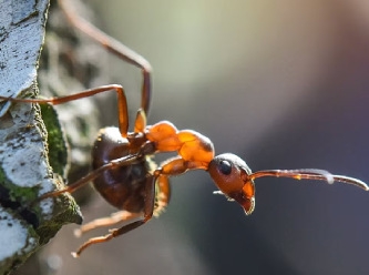 İstilacı karıncalar Avrupa'yı ele geçiriyor