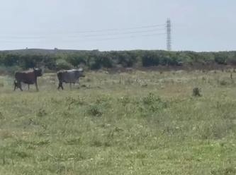 Avcılar’da kurbanlık 7 tosun kaçtı