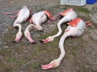 Onlarca flamingonun ölümüne elektrik kablolarının sebep olduğu ortaya çıktı