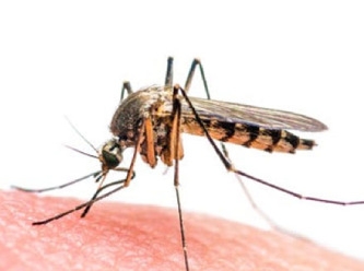 Aşırı sıcaklıkların yeni tehlikesi: Sıtma salgınları