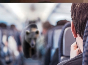 Uçakta ayı paniği
