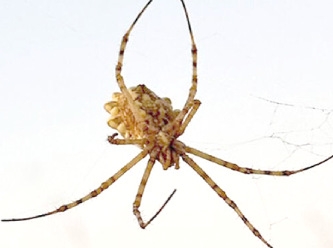 Dünyanın en zehirli örümceği Kırşehir’de görüldü