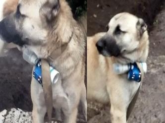 Köpeğe bomba taktılar: Terör eylemi girişimi engellendi