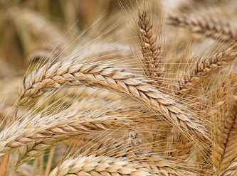 AB'nin Ukrayna tahıl ürünlerine uyguladığı yasak kalkıyor