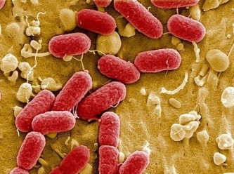Banlar da biyolojinin düz dünyacıları: Mikroplara inanmıyorlar