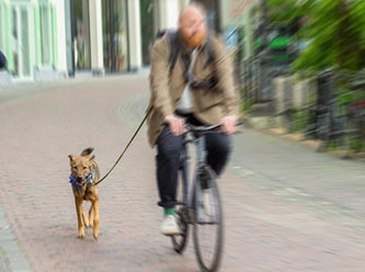 Hollanda'da bir belediye köpek dışkısıyla mücadele için DNA veri tabanı kuruyor