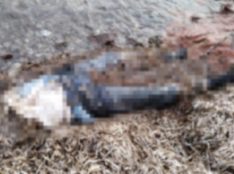 Bodrum'u dehşete düşüren olay: Belden yukarısı olmayan kadın cesedi bulundu!