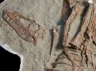 75 milyon yıllık T-Rex’in midesinde iki yavru dinozor fosili çıktı