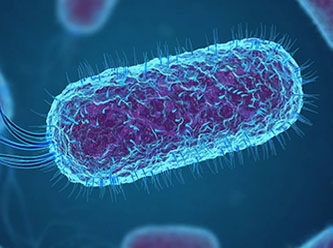Almanya'da ünlü sucuk markasında tespit edilen E. Coli bakterisi nedir?