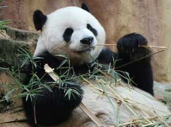 Çin panda diplomasisine geri döndü