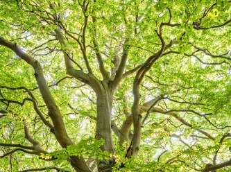 Bu yıl bahar erken geldi: Şubat ayında rekor sıcaklar