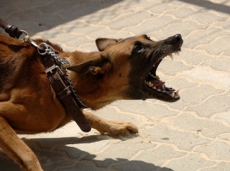 83 kişiye köpek dövüştürürken suçüstü