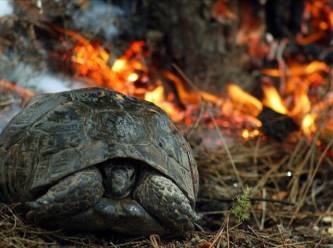 Yangın alarmı düşüyor! 6 ilde yangınlar kontrol altında, 10 kişi tutuklandı