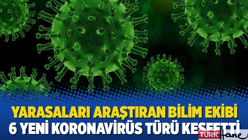Yarasaları araştıran bilim ekibi 6 yeni Koronavirüs türü keşfetti