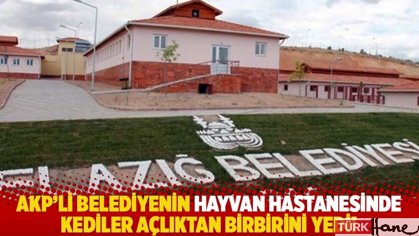AKP'li belediyenin hayvan hastanesinde kediler açlıktan birbirini yedi!