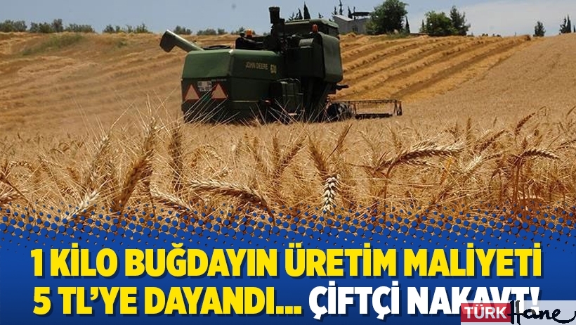 1 kilo buğdayın üretim maliyeti 5 TL’ye dayandı… Çiftçi nakavt!