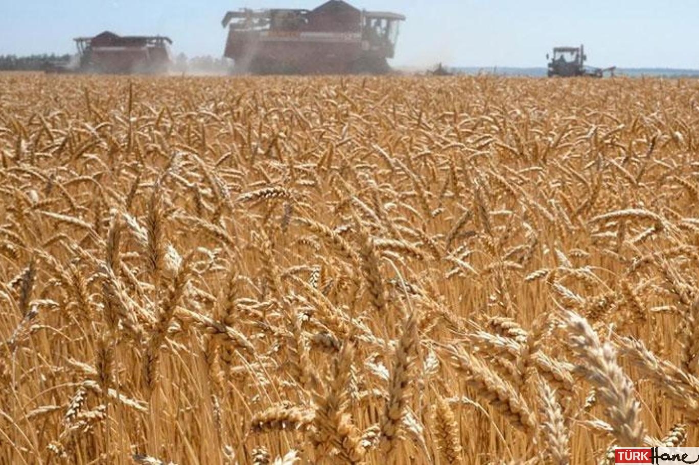 Arjantin de bizi geçti: Buğday üretiminde gerileme sürüyor