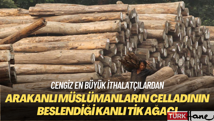 Cengiz en büyük ithalatçılardan: Arakanlı müslümanların celladının beslendiği kanlı tik ağacı
