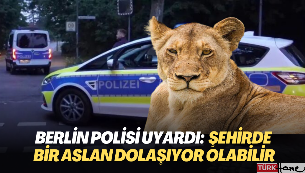 Berlin polisi vatandaşları uyardı: Şehirde bir dişi aslan dolaşıyor olabilir