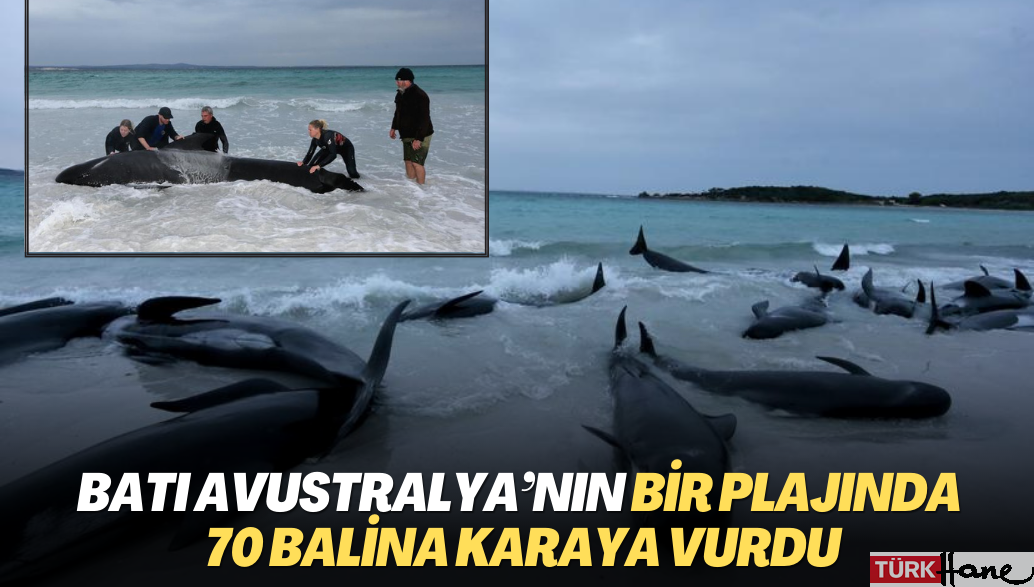 Batı Avustralya’nın bir plajında 70 balina karaya vurdu