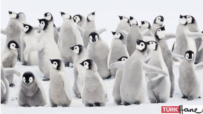 10 bine yakın penguen yavrusu öldü