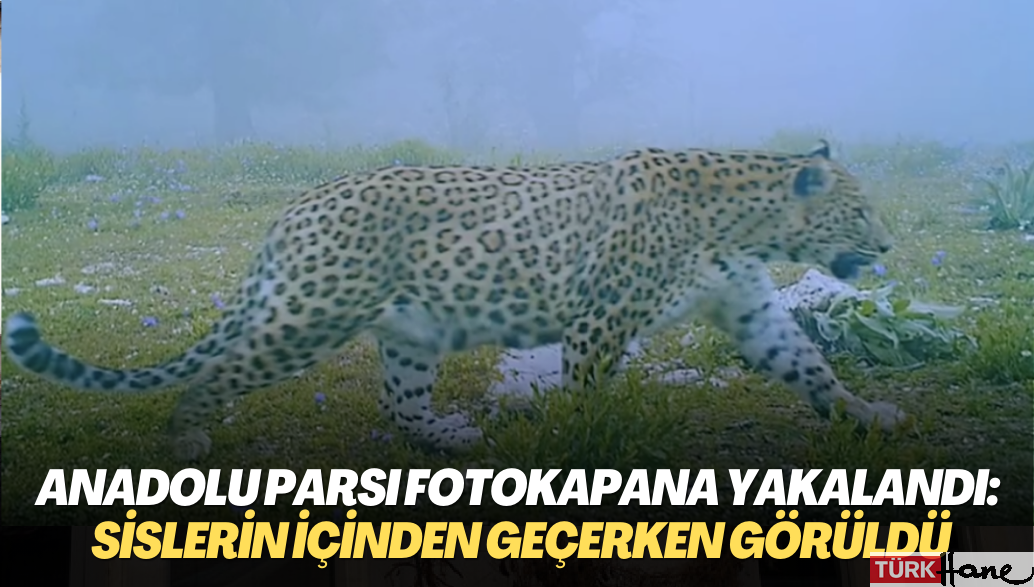 Anadolu parsı fotokapana yakalandı: Sislerin içinden geçerken görüldü