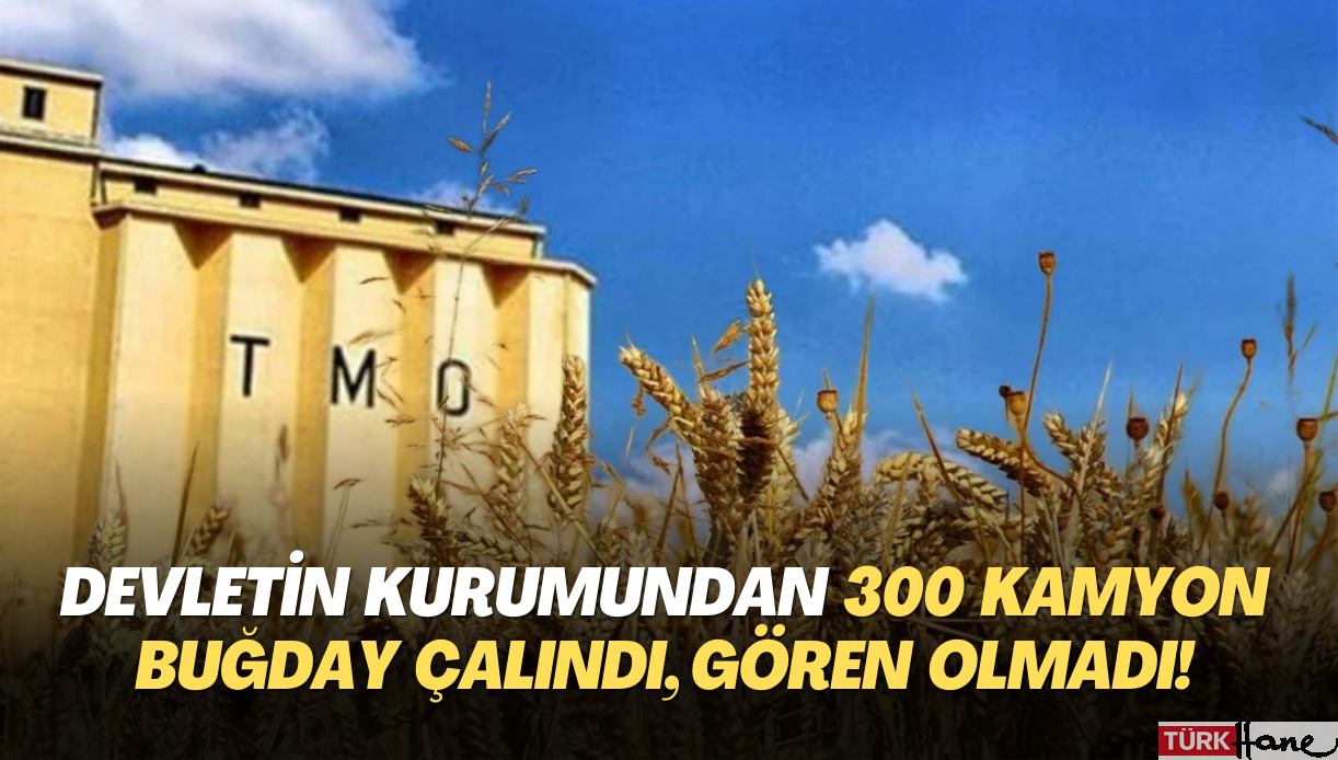 Devletin kurumundan 300 kamyon buğday çalındı, gören olmadı!