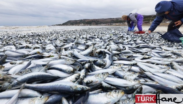 Japonya’da binlerce ölü balık kıyıya vurdu