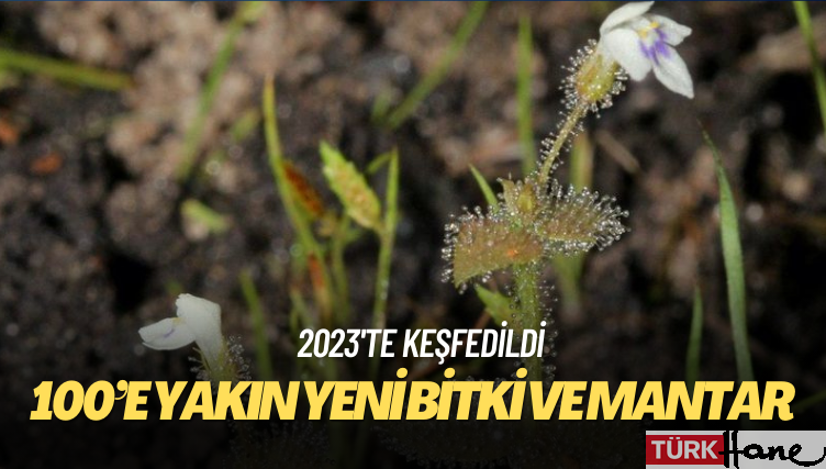 2023’te 100’e yakın yeni bitki ve mantar türü keşfedildi