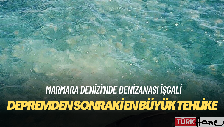 Marmara Denizi’nde denizanası işgali: Depremden sonraki en büyük tehlike