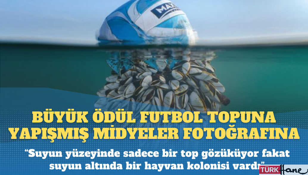 Britanya Vahşi Yaşam Fotoğraf Ödülleri açıklandı: Büyük ödül futbol topuna yapışmış midyeler fotoğrafına veril