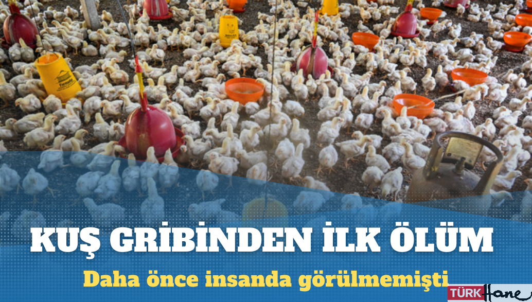 İlk kez bir insan kuş gribinden öldü