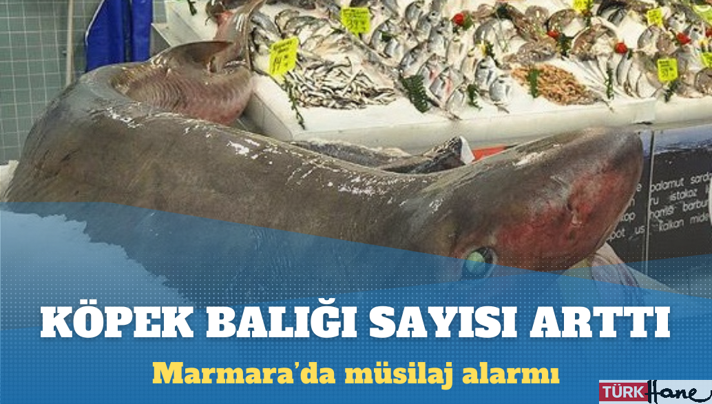 Marmara’da müsilaj alarmı: Köpek balığı ve vatoz sayısında yüzde 100’e yakın artış