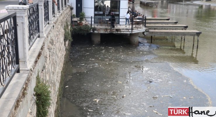 Yeşilırmak’ta balık ölümleri