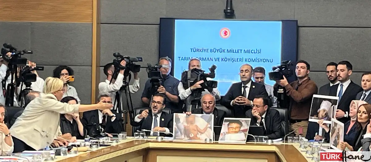 Sokak hayvanları yasa teklifi: Görüşmeler kavgalı başladı