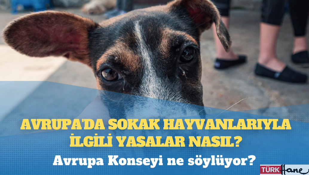 Avrupa’da sokak hayvanlarıyla ilgili yasalar nasıl?