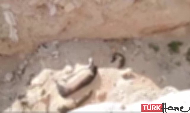 Niğde Belediyesi’nden köpek ölümleri açıklaması