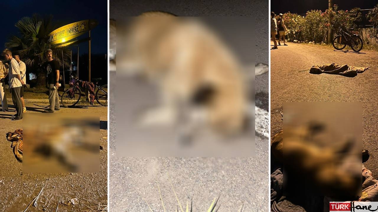 Şamil Tayyar: Türkiye’nin her yerinde köpek avı başladı