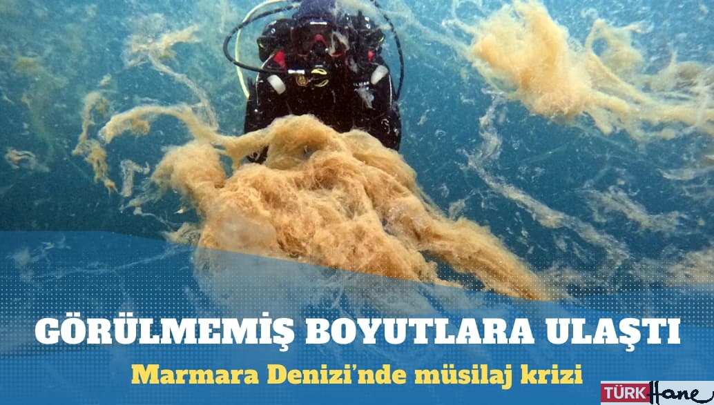 Marmara Denizi’nde, insan boyutuna ulaşan müsilaj tabakası canlıları hapsediyor