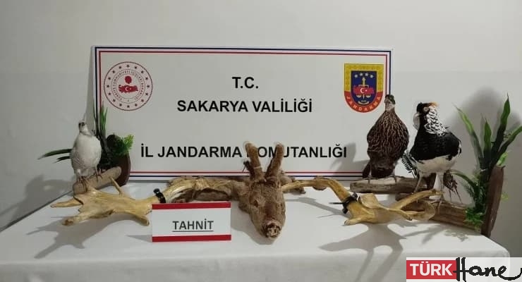 Sakarya’da kaçakçılık operasyonu: 98 hayvana el kondu