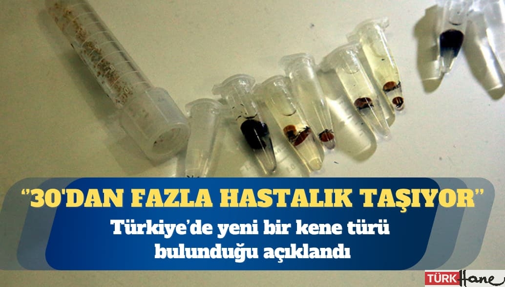Türkiye’de yeni bulunan kene türü 30’dan fazla hastalık taşıyor